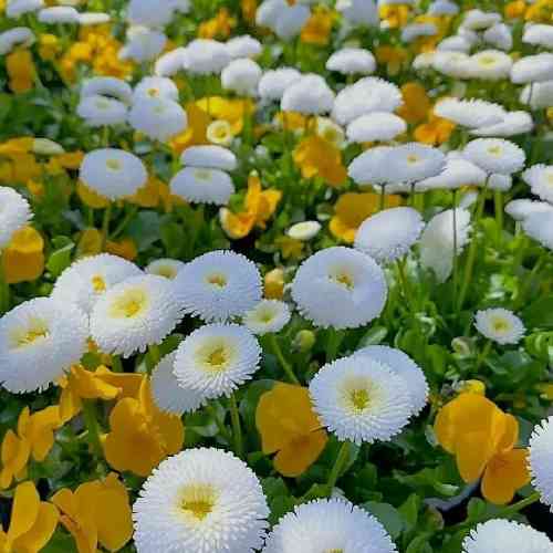 امیر شهرآیینی نگام که میکنی جون میگیرم منو صدا بزن